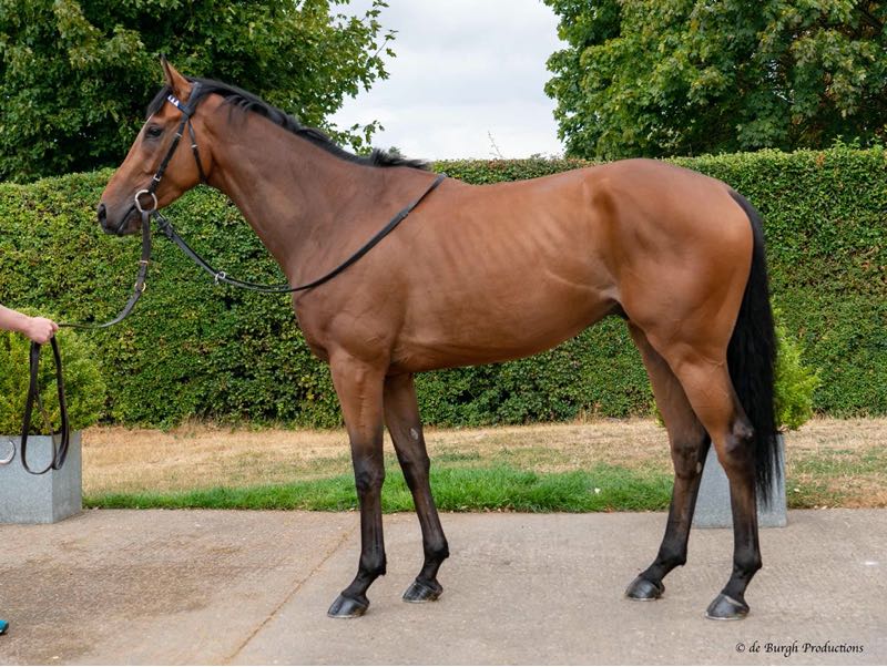 Other Sales for this Lot